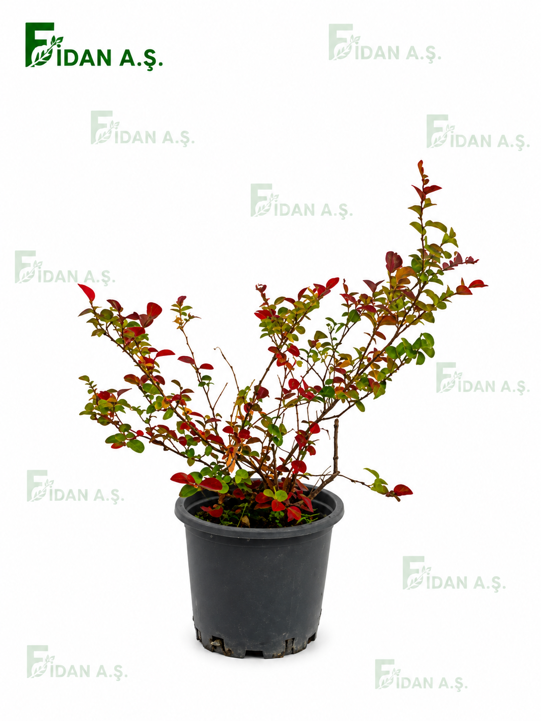Berberis