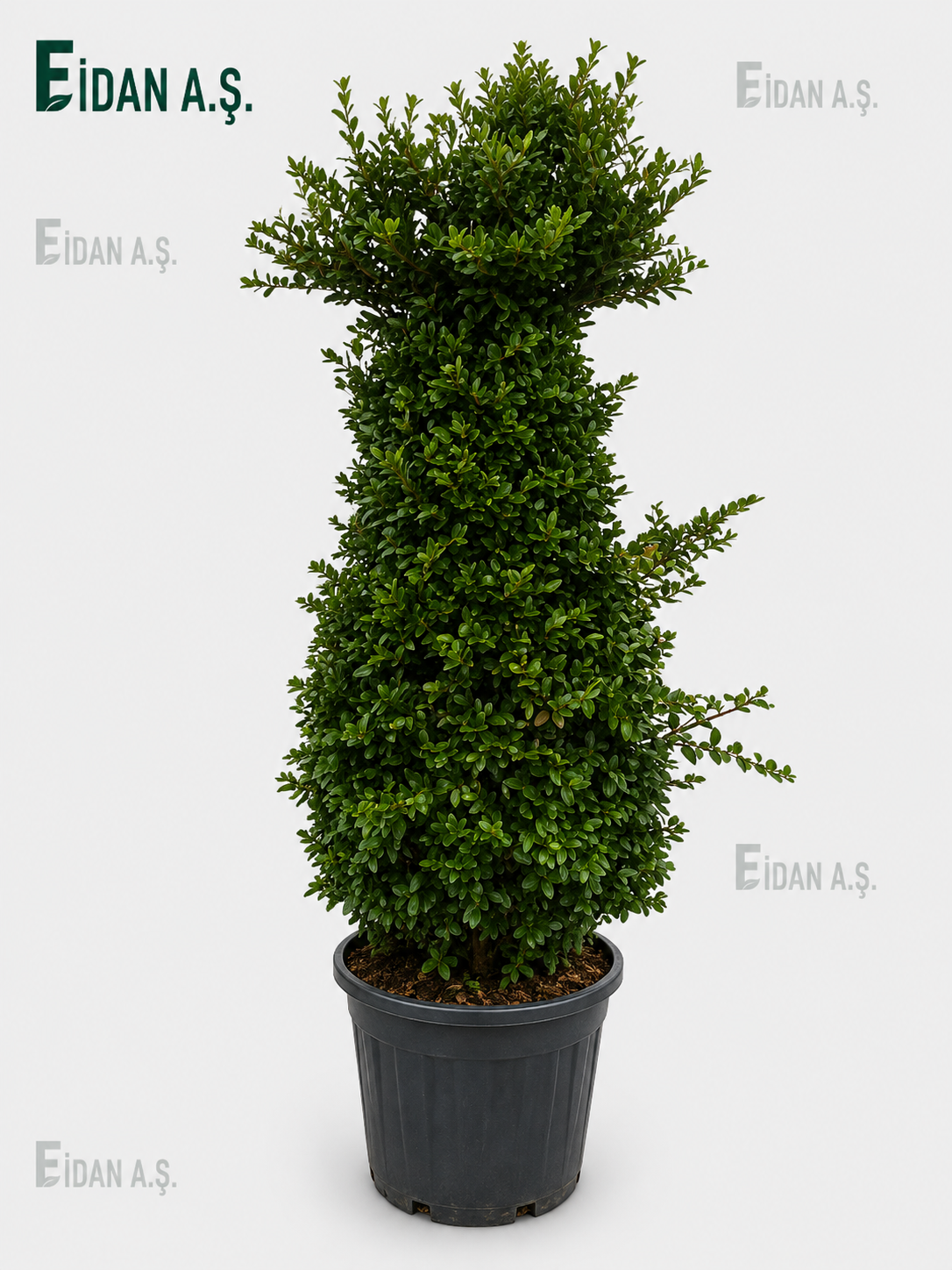 Ligustrum Texanum Pyramidalis