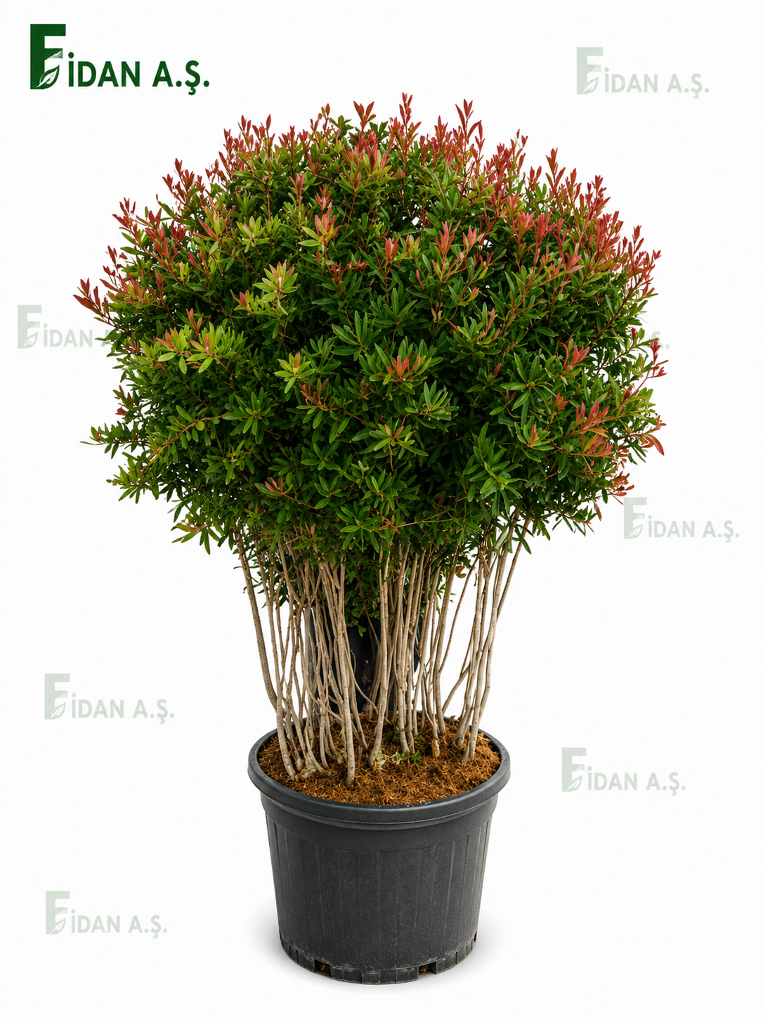 Callistemon Leavis Mushroom 