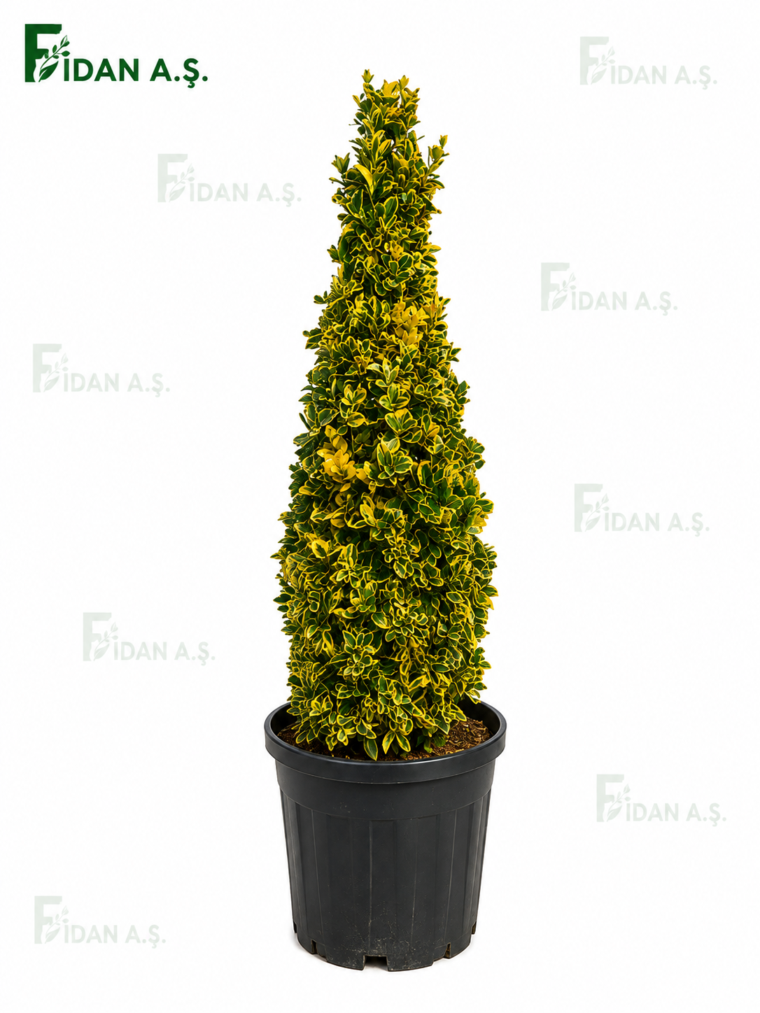 Euonymus Japonica Aurea Pyramidalis