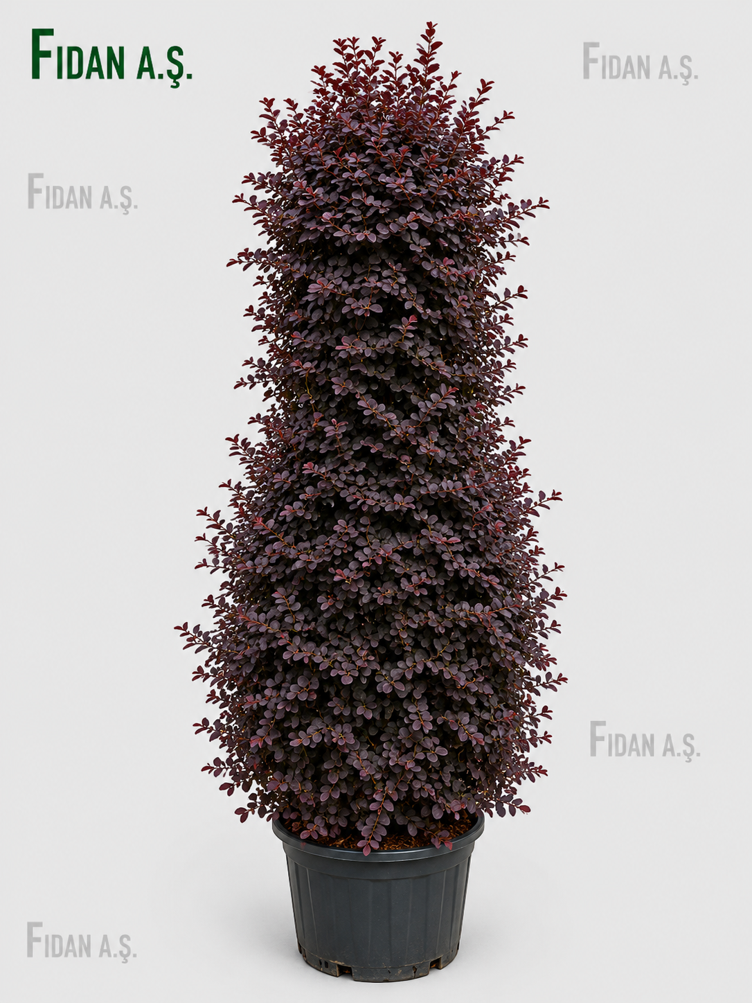 Loropetalum Chinense Vaso