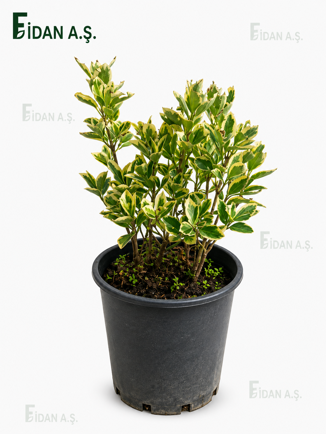 Euonymus Japonica Bravo