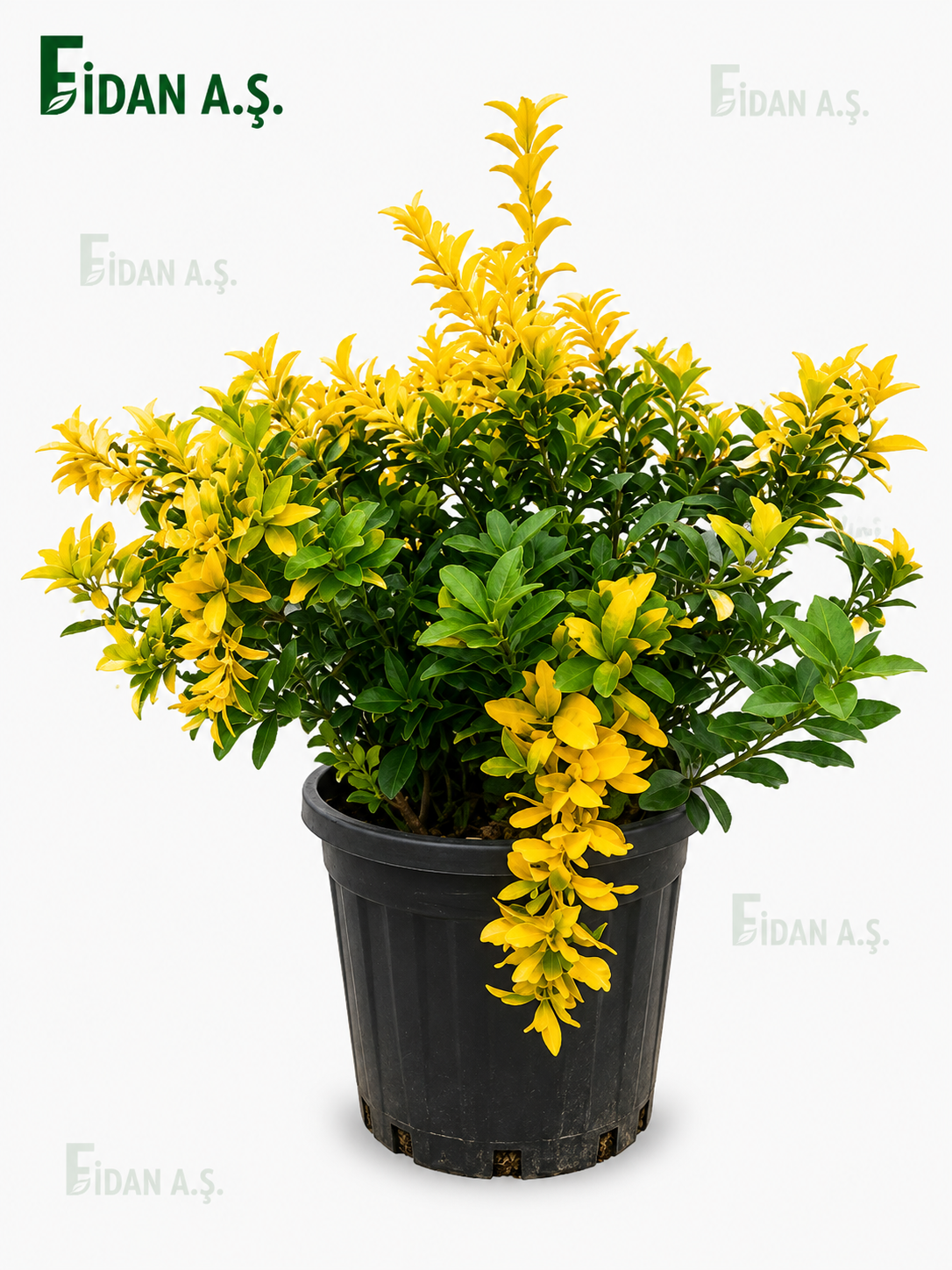 Euonymus Japonica Gold Compacta