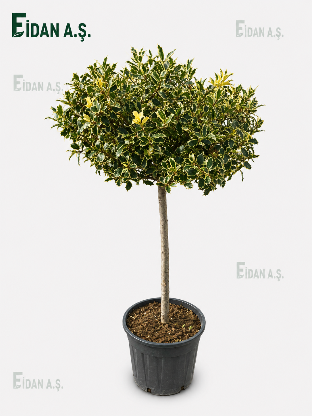 İlex Aquifolium Variegata Stem