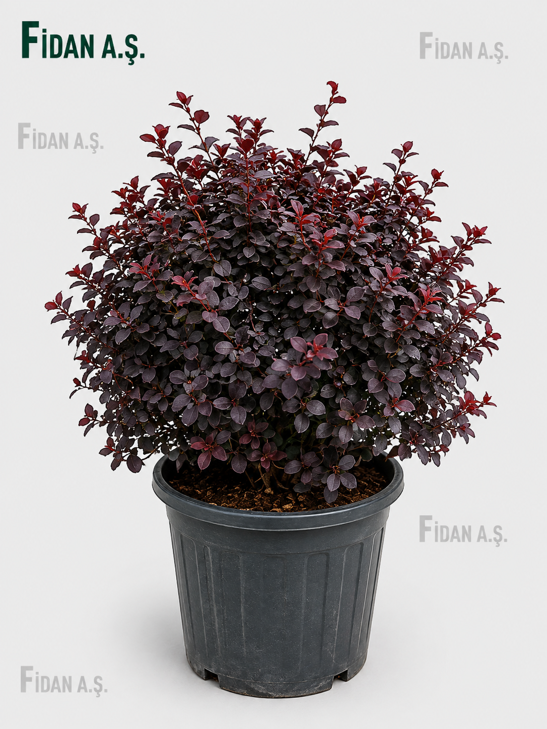 Loropetalum  Chinense 