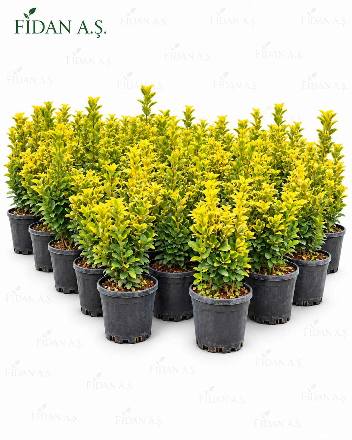 EUONYMUS JAPONİCA AUREA