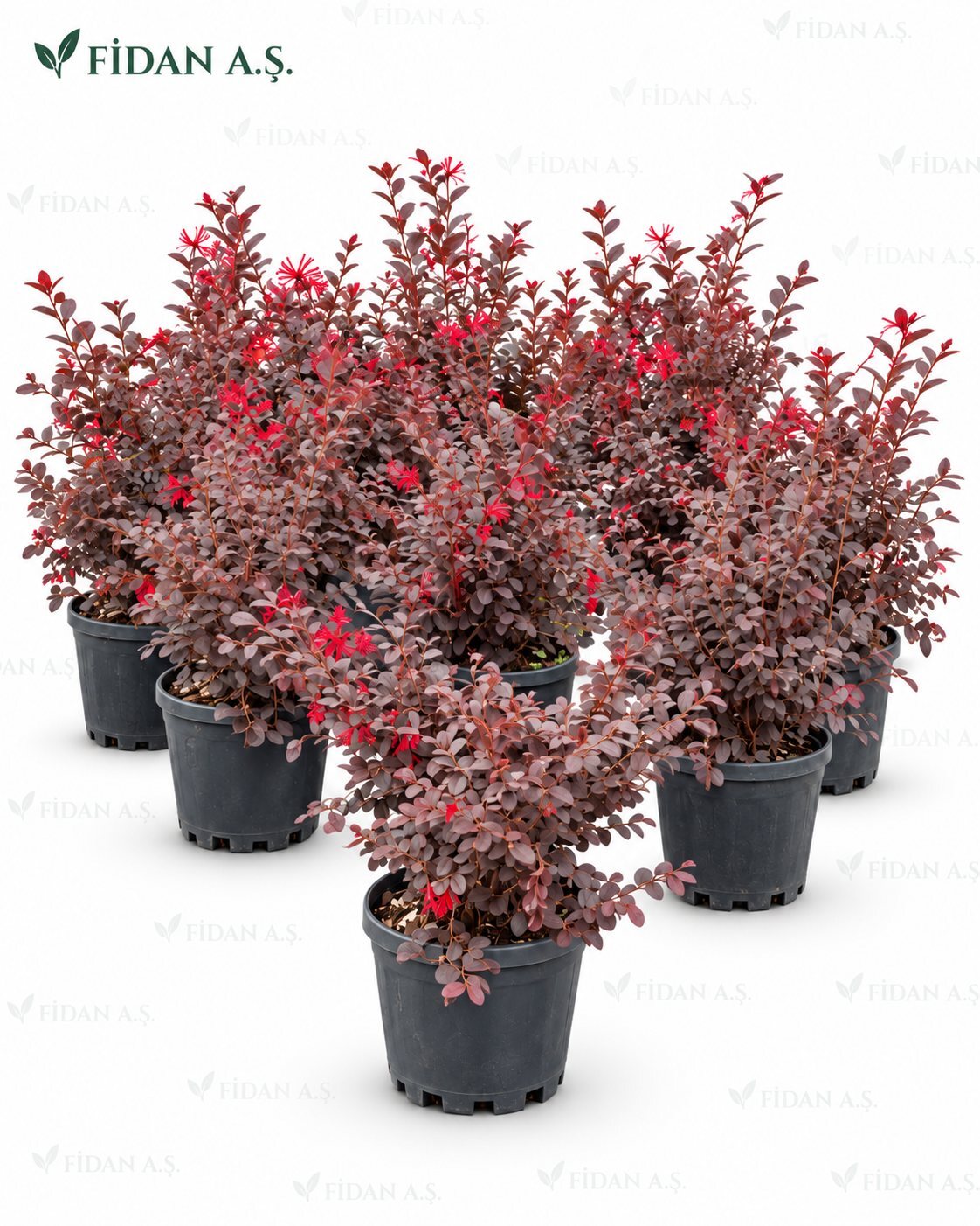 LOROPETALUM